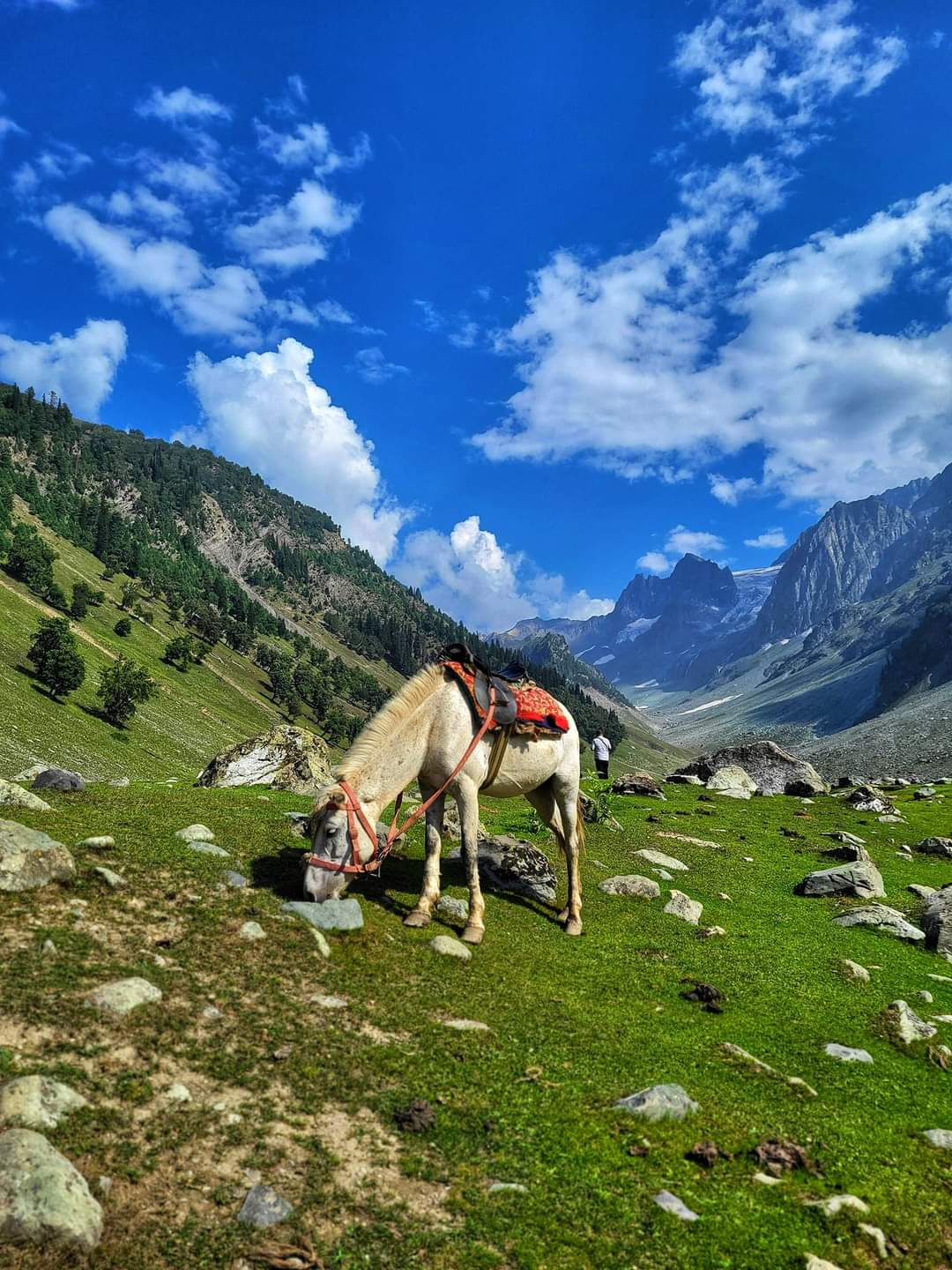 Picture captured at Sonamarg Kashmir 