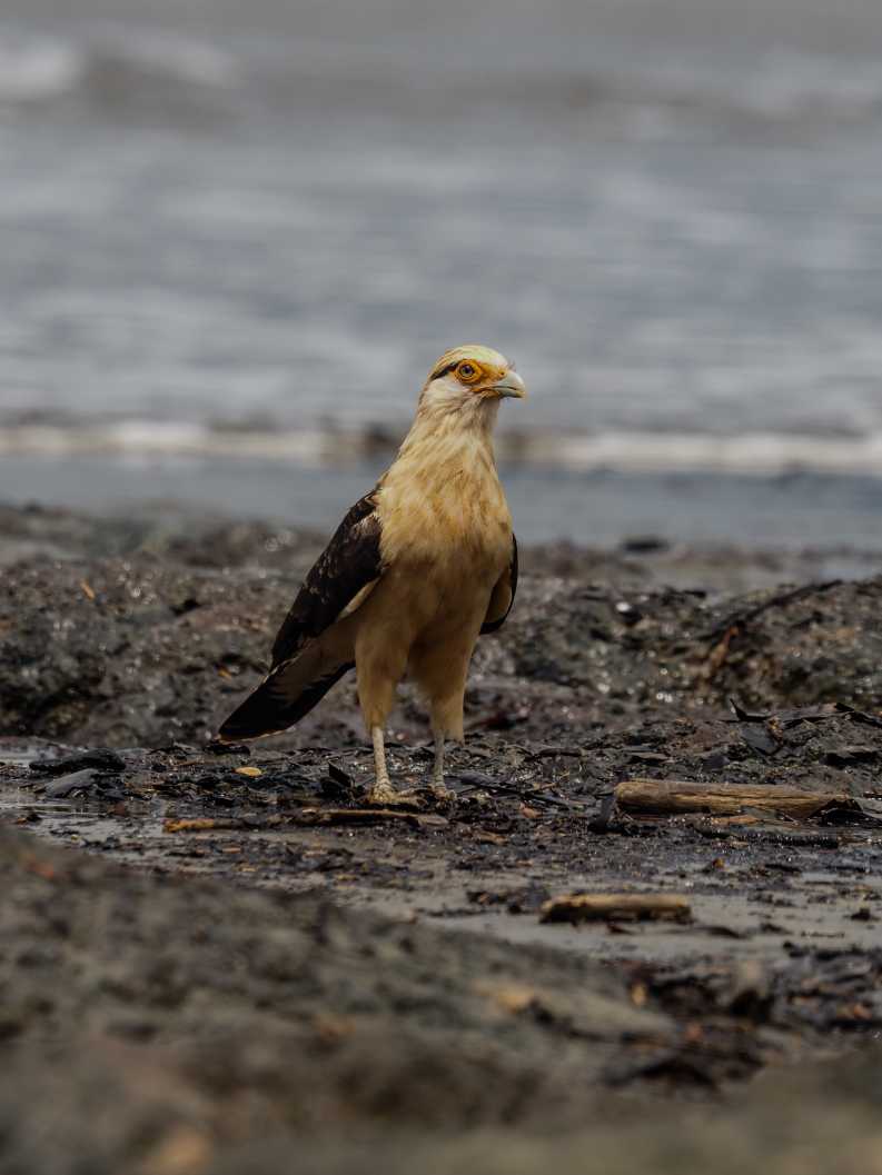 Yellow Headed Cara Cara 