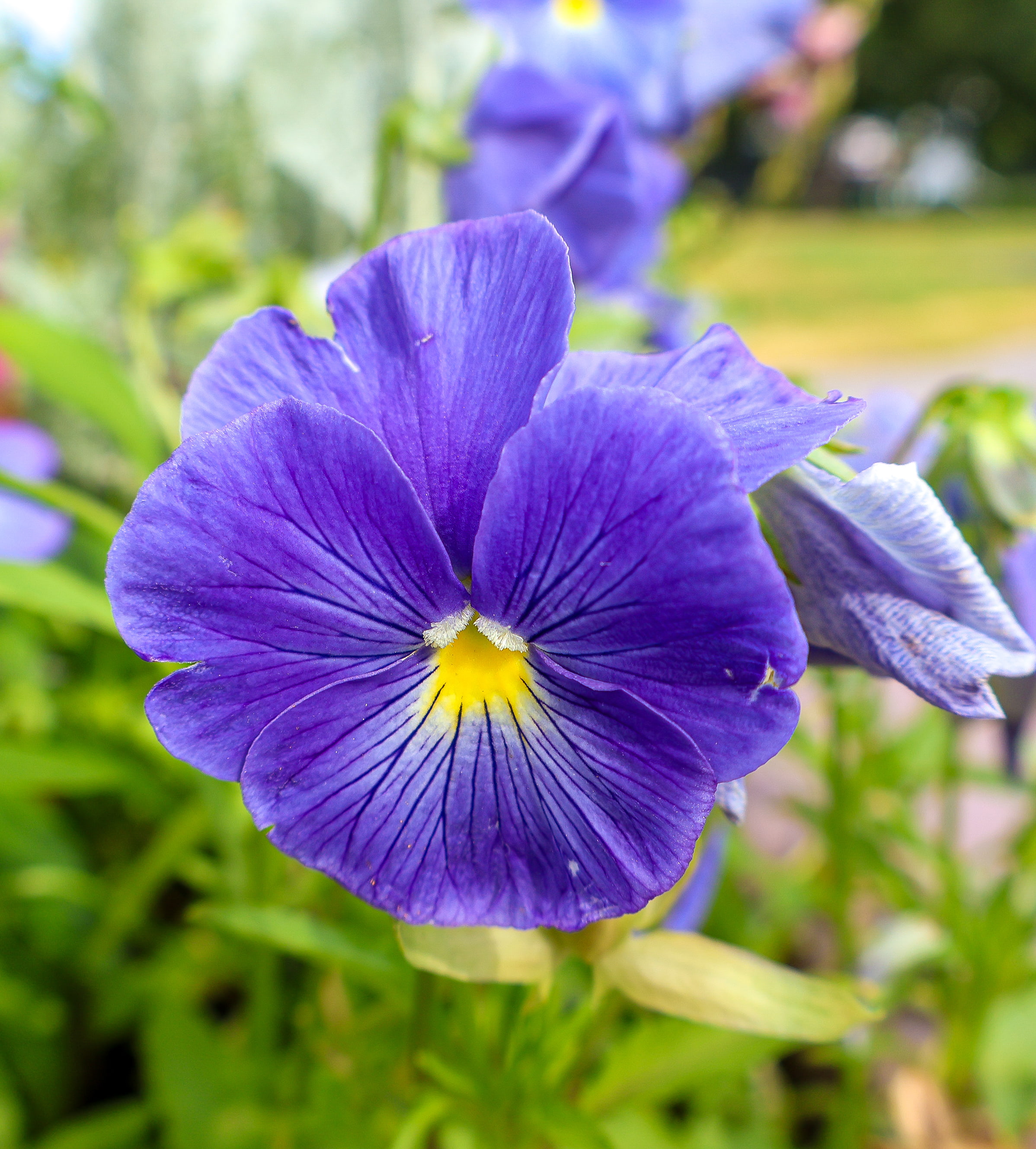 Blue summer flower