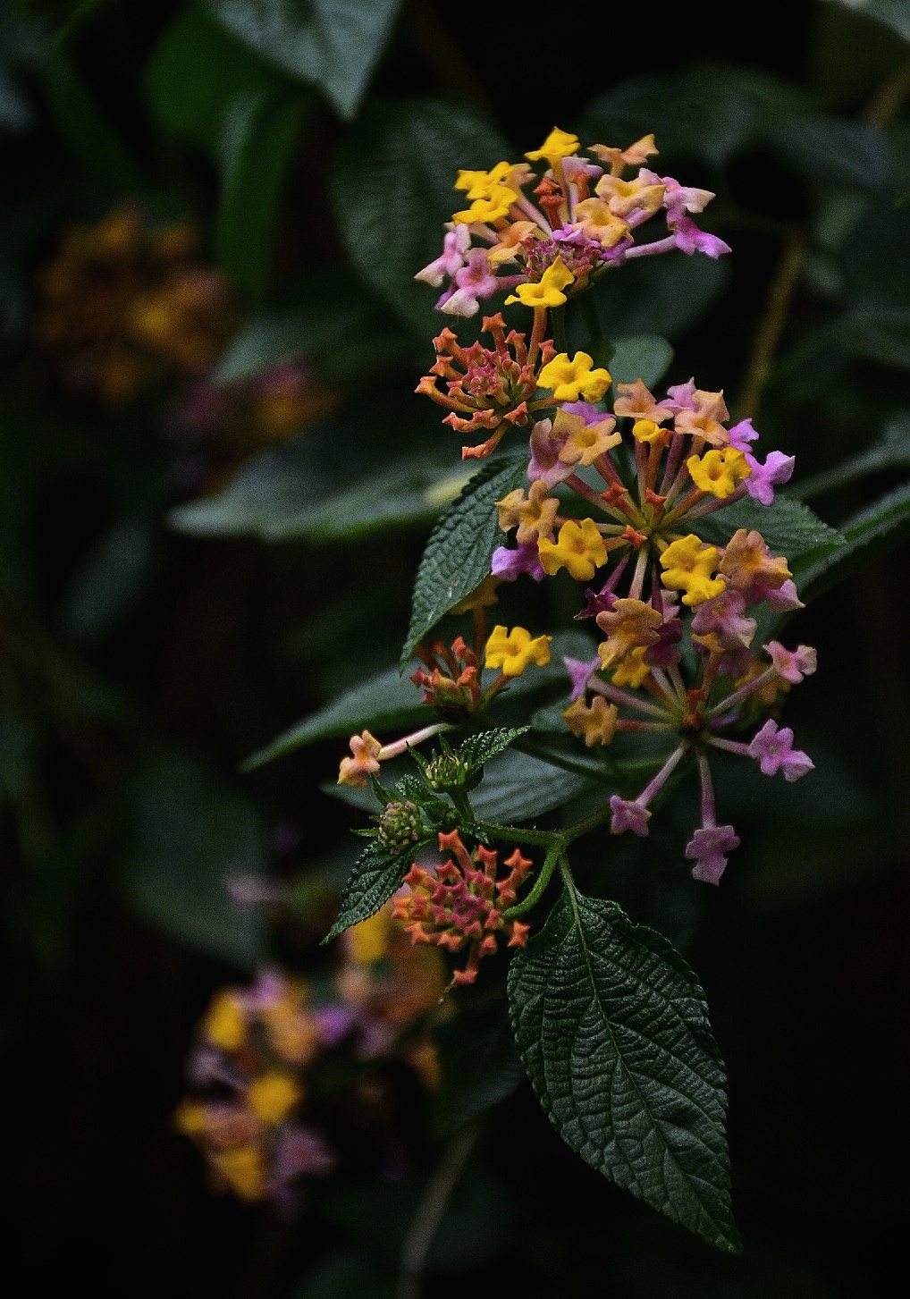 The dreamy leaves dancing with the flowers